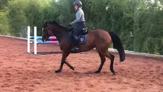 Diamond B Catapulte Flatwork