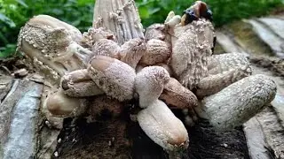 Jamur Kelapa, Jamur dengan Perlakuan Khusus