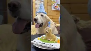 My Dogs 7th Happy Birthday