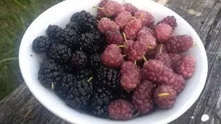 Шовковиця. Цікаві факти про які ви, можливо, не знали)