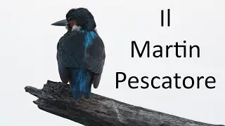 Fotografia naturalistica - Il Martin Pescatore