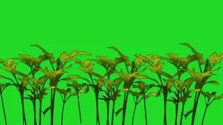 🌲amazing tree animation green screen🟢 video🎥
