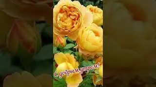 #доброеутро