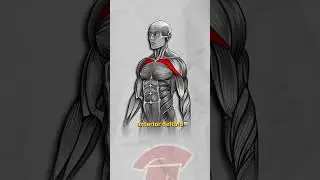 Upper Chest Prescription: SM Incline Press