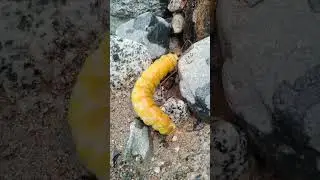 Ulat Bulu RATU EMAS 