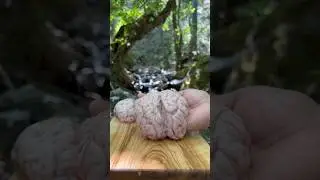 Lokum Dana Beyni 🧠 | Beef Brain Recipe