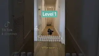 the obstacle course