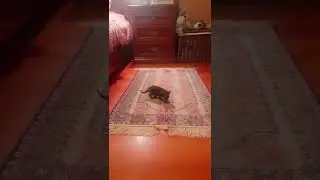 Котёнок ищет маму