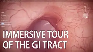 A Tour of the Gastrointestinal Tract | GI tract animation | 