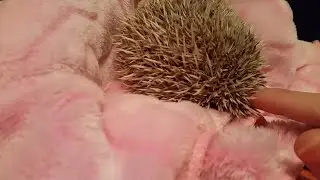 Bonding with my grumpy hedgehog