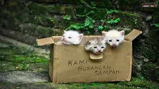 kitten in the box