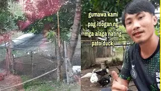 gagawa tayu paITLOGAN ng mga pato(duck) natin