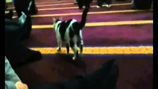 Kedi Tv Haberler