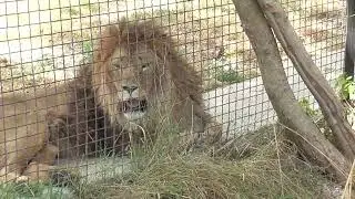 Самсон из Мариуполя рад жизни в Тайгане!