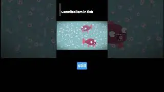 Cannibalism in Fish | #shorts @TEDEd