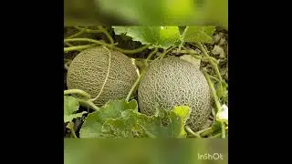 Удивительная природа Узбекистана. Занятие по ознакомлению с окружающим миром.