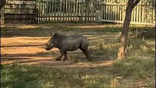 Throwback Thursday to a Tiny Thaba