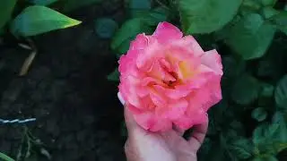 Roses Mary Ann, Juliet, Borneo Odori, Prince of Monaco Anniversary, Ashram, Kore, Mikoto...