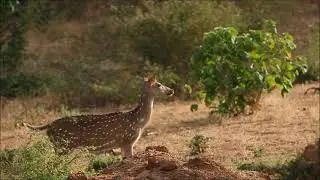 Spotted Deer alarm call for a Leopard