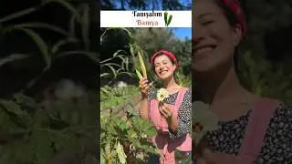 Tanışalım Bamya 🌿 #àlaşerife