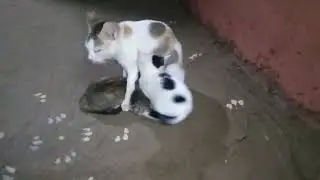 Cat's motherhood... cat mother #catlover #catsmotherhood #cutkitten