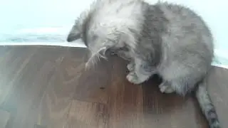Ну, ЗАЧЕМ коты ловят мух!!!!!!!!!!!
