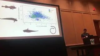 Larouche: Does habitat complexity influence the evolution of teleost fish body shape?