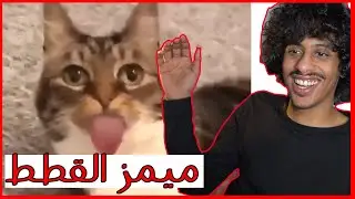 ردة فعلي على ميمز القطط | اغرب لسان قط !!