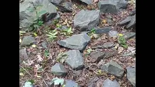 Chipmunk