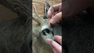 Eye Peel!