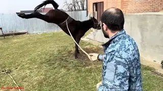 How to stop a horse from tickling its head, ears, groin, and legs. An important part of horse tra...