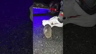 Pane ježeku, vy sa točíte!