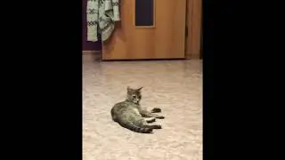 кот танцует брейк.funny animals.#short