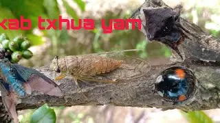 @abchmoob1311 kab noog txhua yam
