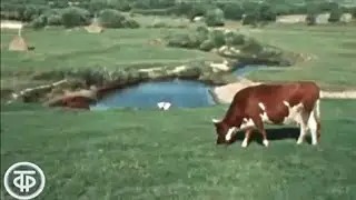 В краю Мещерском, 1976 документальный фильм