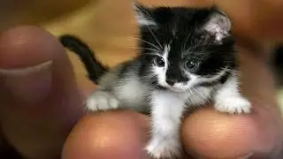 Nano-Cat!