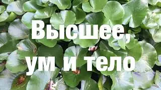 13. Я есть То. Высшее, ум и тело. Нисаргадатта Махарадж