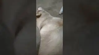 Magwalis sana ako#hayahay #dog #doglover #bunso Ego#shortvideo