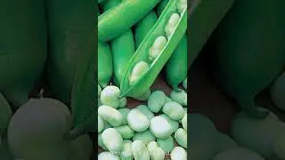 Какие сидераты сеять весной ГОРОХ 