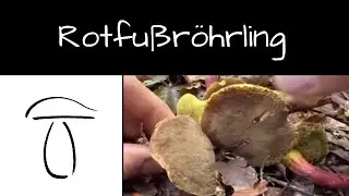 Der Rotfussröhrling