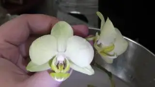 Лимонный Фаленопсис, пожелтели листочки....