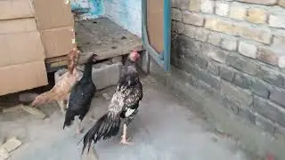 Aseel Family Home Breed