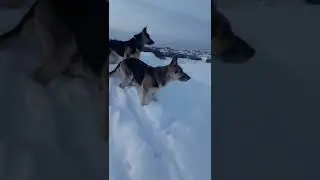 Питомник ВЕО "Дар с Утёсов Камы"