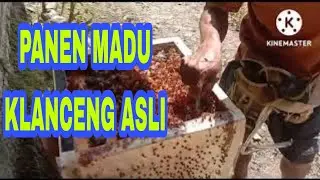 MEMANEN MADU KLANCENG