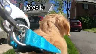 My Dog Tricks Me to have a Play Date #goldenretriever #dog #puppy #howto