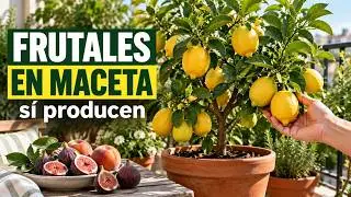 Los mejores ÁRBOLES FRUTALES para cultivar en macetas 🍎✨| Cultiva fácil en casa 🍋🌱 Compilación