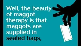 Swansea University: The Wonderful World of Medicinal Maggots | Dr Yamni Nigam