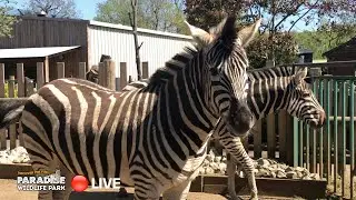 🔴 LIVE at the ZOO: Plains Zebra!