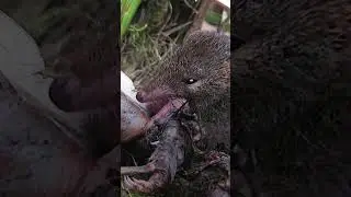 Sex death and cannibalism! #scicomm #animals #nature