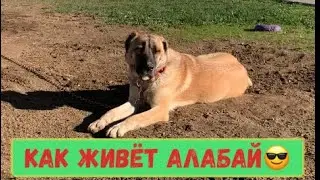 Алабай живёт красиво😍